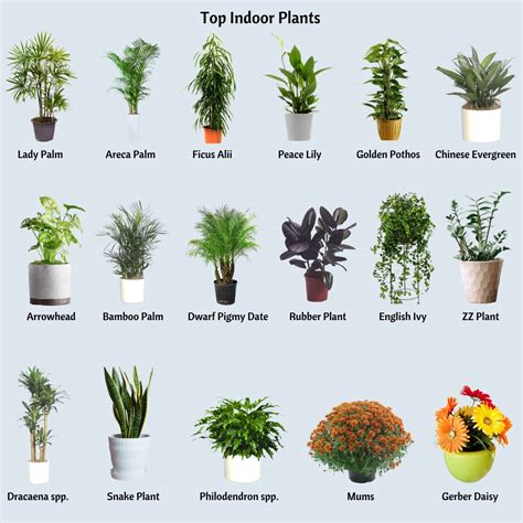 plants that are good for indoor air quality